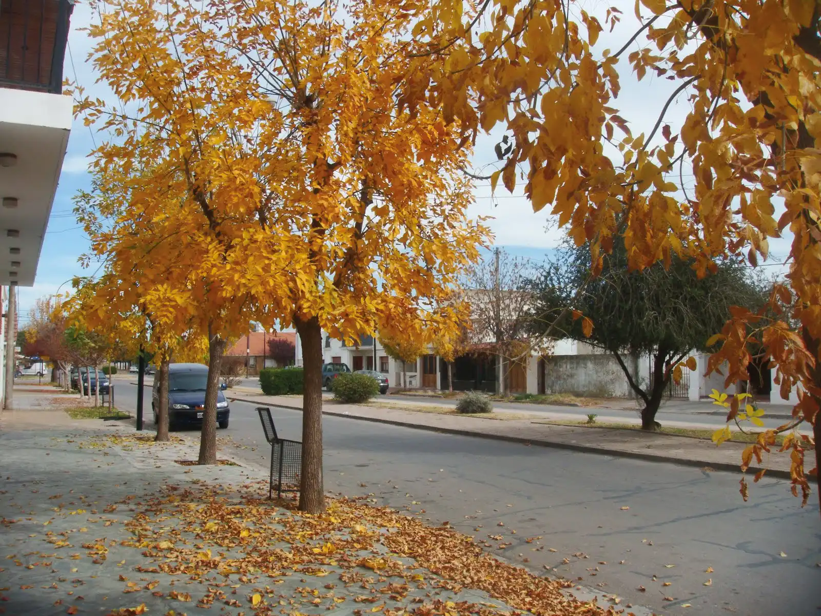 Arbolado urbano en Bahía Blanca. Naturaleza que estructura la ciudad